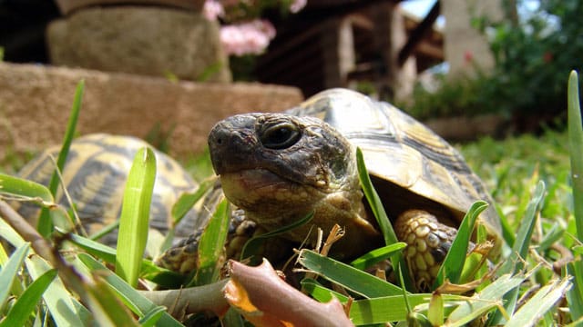 Reptilien wie die Griechische Landschildkröte brauchen ein Freigehege, um sich wirklich wohlzufühlen.