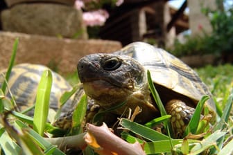 Reptilien wie die Griechische Landschildkröte brauchen ein Freigehege, um sich wirklich wohlzufühlen.