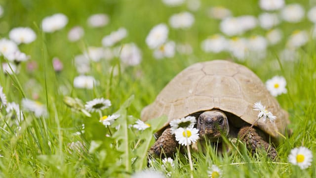 Leckerli für Panzertiere: Gänseblümchen sind ein willkommenes Nahrungsergänzungsmittel für die Griechische Landschildkröte.