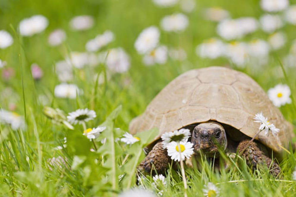 Leckerli für Panzertiere: Gänseblümchen sind ein willkommenes Nahrungsergänzungsmittel für die Griechische Landschildkröte.