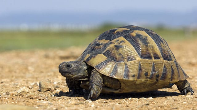 Die maurische Landschildkröte liebt die Wärme der Sonne.