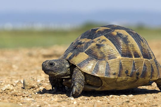 Die maurische Landschildkröte liebt die Wärme der Sonne.