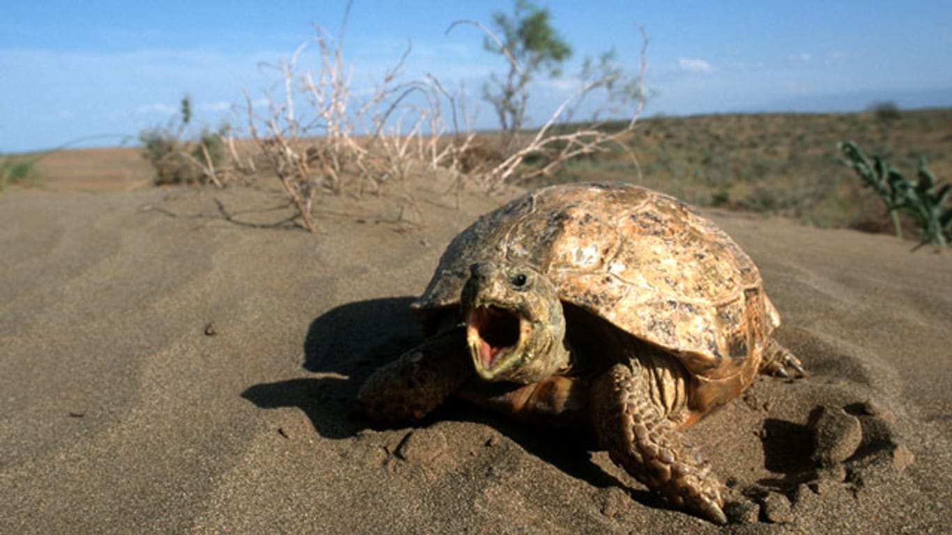 In den kargen Steppenwüsten ist die Vierzehenschildkröte heimisch.
