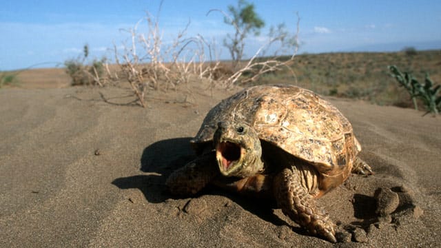 In den kargen Steppenwüsten ist die Vierzehenschildkröte heimisch.