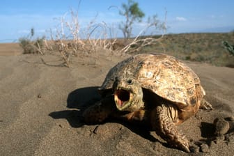 In den kargen Steppenwüsten ist die Vierzehenschildkröte heimisch.
