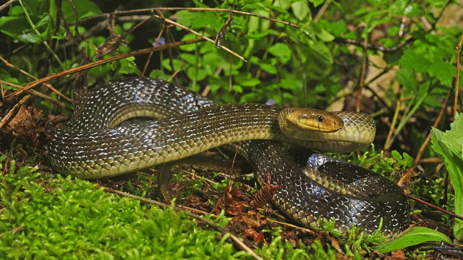 Äskulapnatter: Die größte Schlange Mitteleuropas