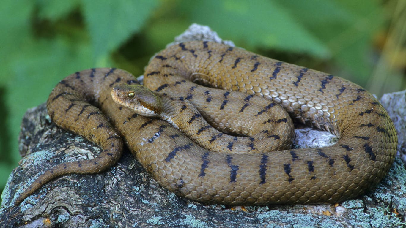 Aspisviper: vom Aussterben bedrohte Giftschlange