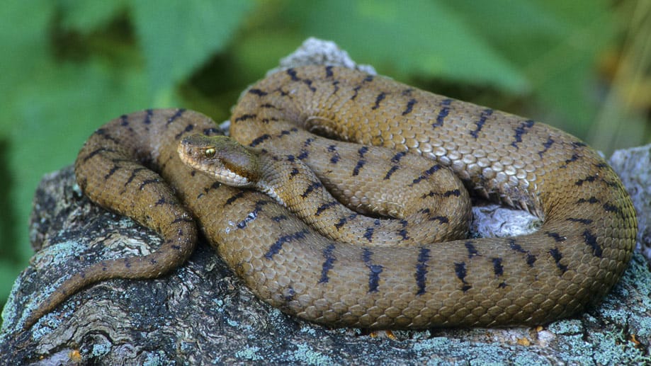 Aspisviper: vom Aussterben bedrohte Giftschlange