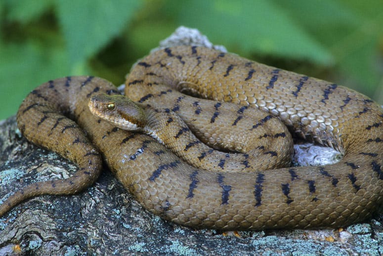 Aspisviper: vom Aussterben bedrohte Giftschlange