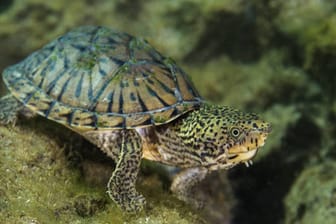 Die Moschusschildkröte besticht durch ihr auffälliges Äußeres.