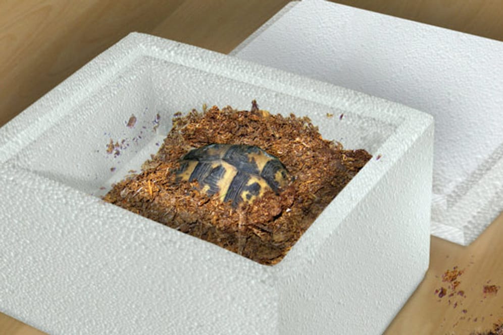 Sie können die Schildkrötenbox mit Substraten wie Kiefernrinde befüllen.