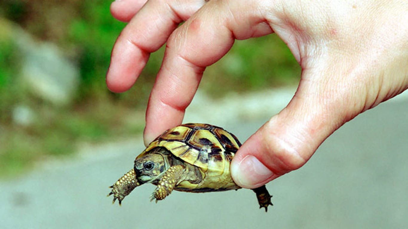 Einige Mini-Schildkrötenarten werden nur bis zu zehn Zentimeter lang.