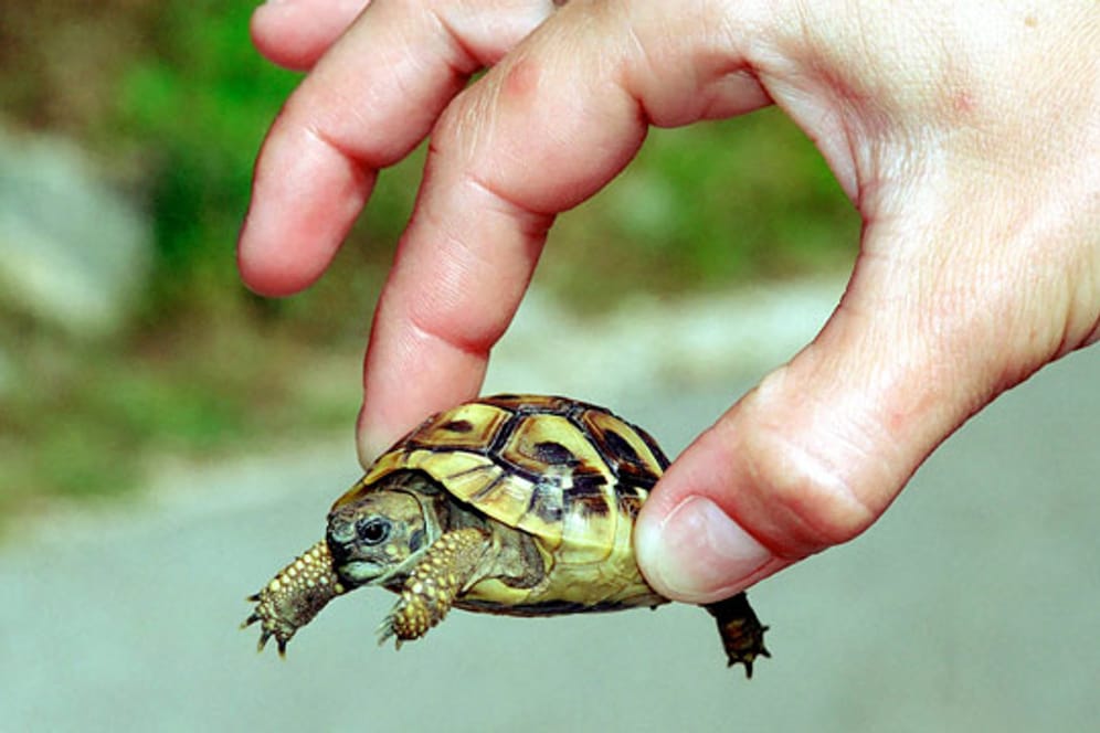 Einige Mini-Schildkrötenarten werden nur bis zu zehn Zentimeter lang.