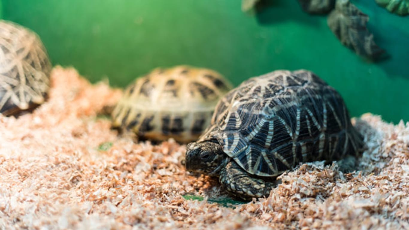 Kleine Landschildkröten können sich übergangsweise auch in einem Terrarium wohlfühlen, wenn genügend Platz vorhanden ist.