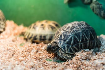 Kleine Landschildkröten können sich übergangsweise auch in einem Terrarium wohlfühlen, wenn genügend Platz vorhanden ist.
