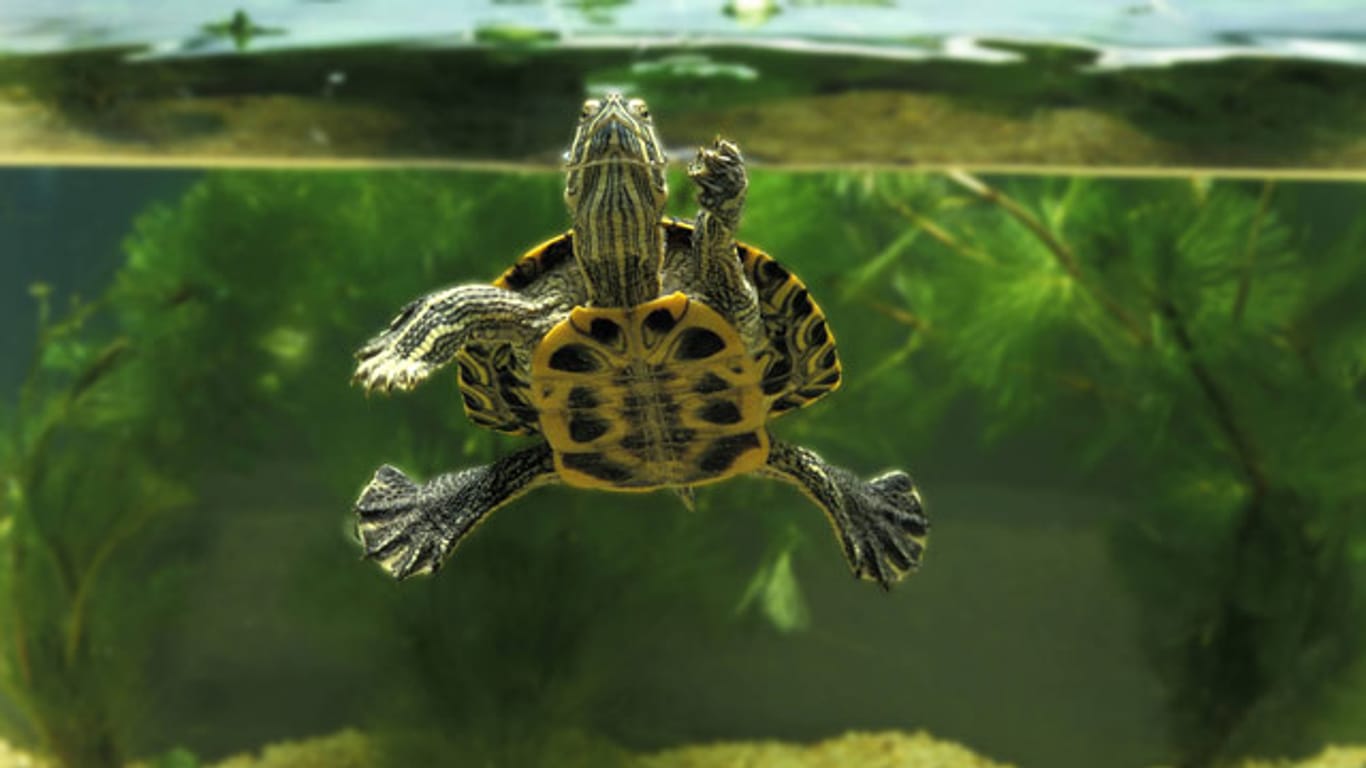 Auch eine Wasserschildkröte benötigt Land, aber dennoch ausreichend Platz zum Schwimmen.
