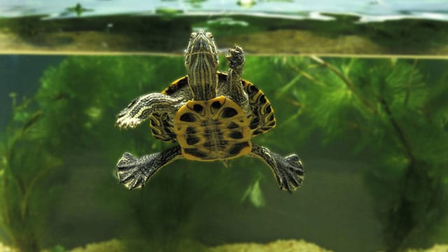 Auch eine Wasserschildkröte benötigt Land, aber dennoch ausreichend Platz zum Schwimmen.