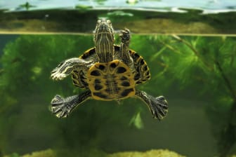 Auch eine Wasserschildkröte benötigt Land, aber dennoch ausreichend Platz zum Schwimmen.