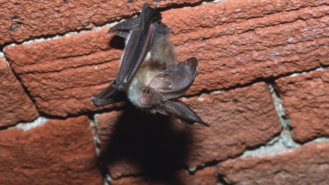 Ein braunes Langohr hängt unter einem Ziegelgewölbe. Fledermäuse halten sich bevorzugt auf Dachböden oder in Kellern auf.