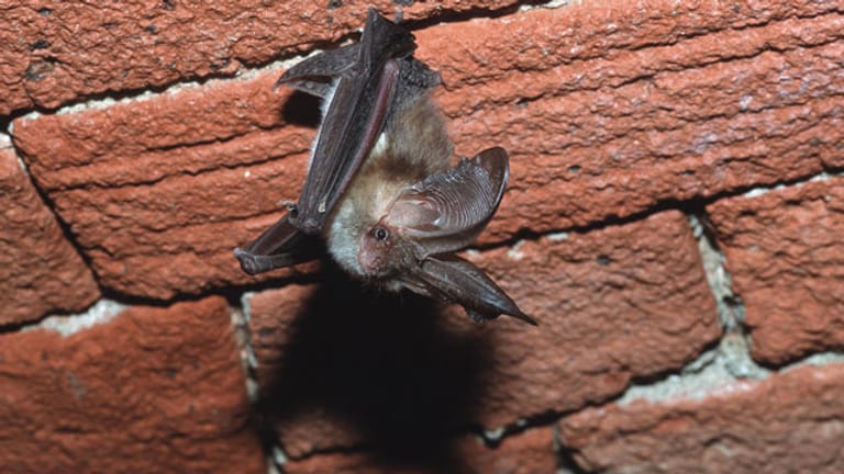 Ein braunes Langohr hängt unter einem Ziegelgewölbe. Fledermäuse halten sich bevorzugt auf Dachböden oder in Kellern auf.