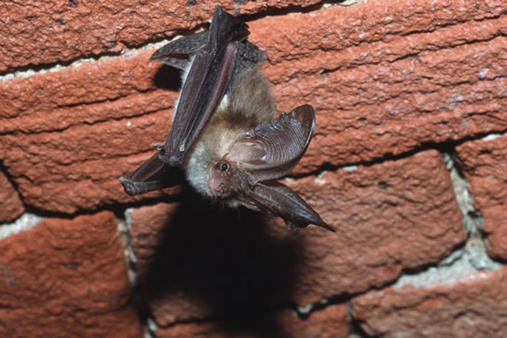 Ein braunes Langohr hängt unter einem Ziegelgewölbe. Fledermäuse halten sich bevorzugt auf Dachböden oder in Kellern auf.