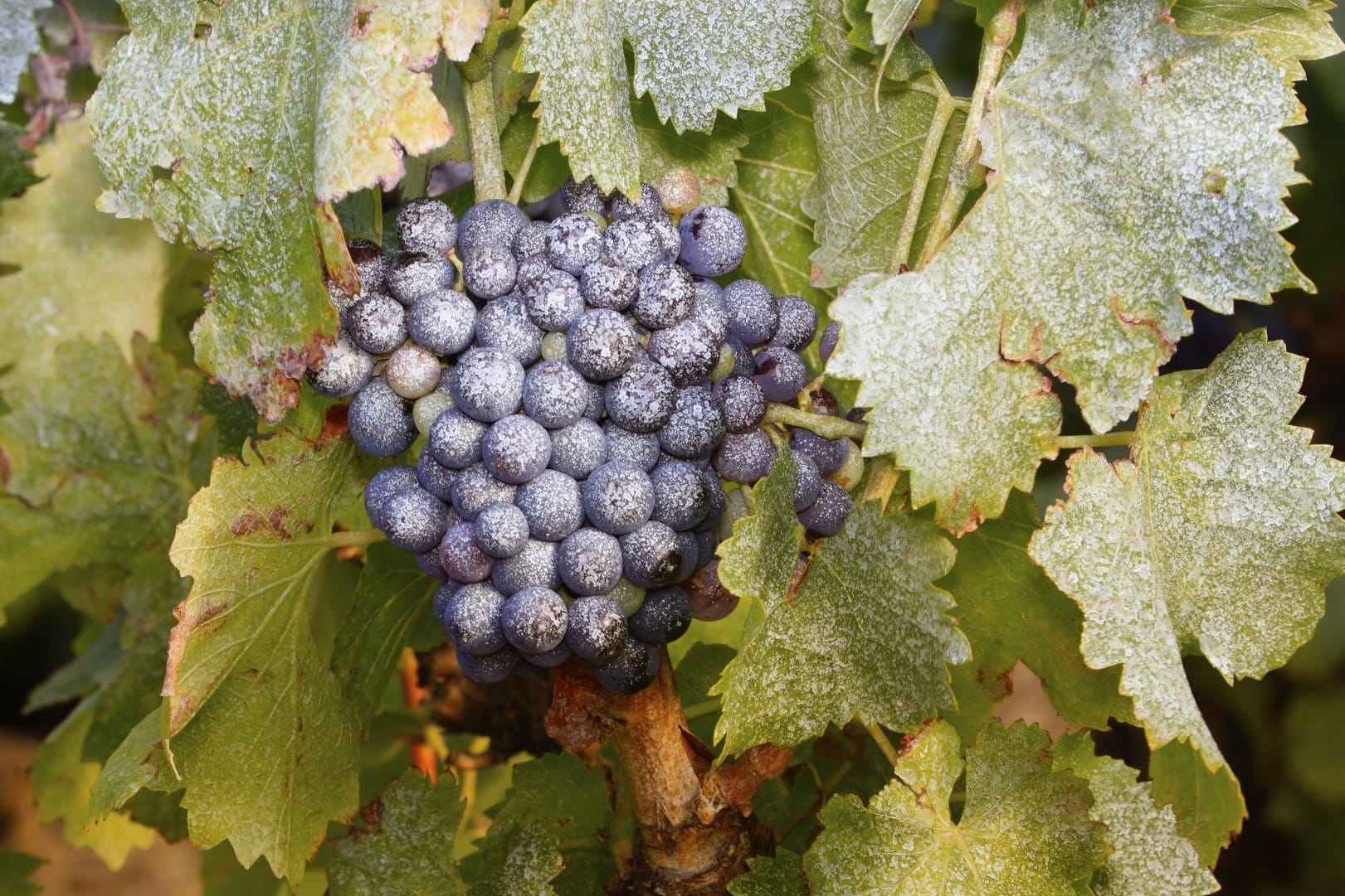 Mit der richtigen Pflege können Sie Weinreben-Krankheiten wie Grauschimmel vorbeugen.