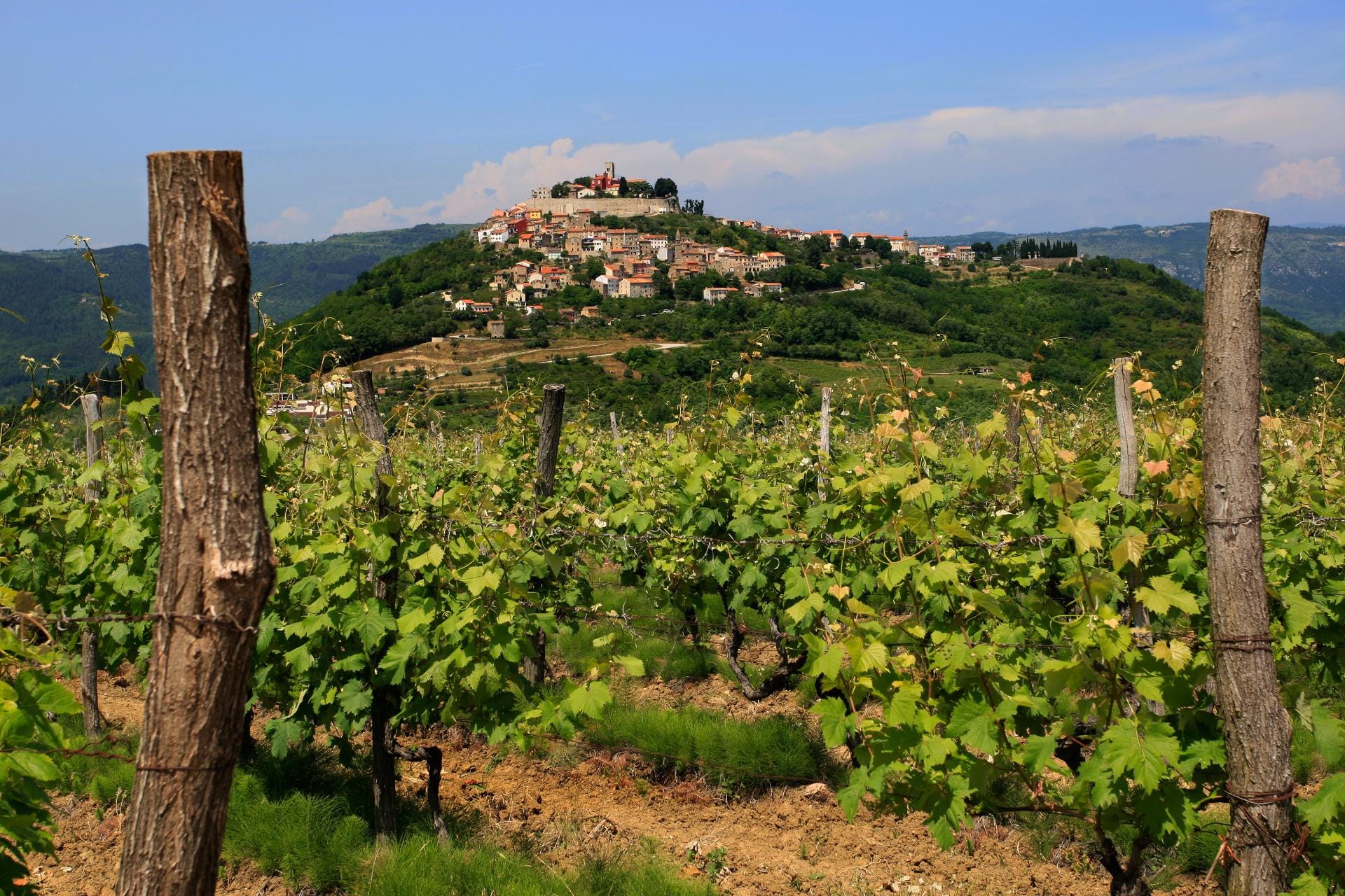 Nicht nur guten Wein gibt es in der Gegend um Motovun - sondern auch vortreffliche Trüffel.