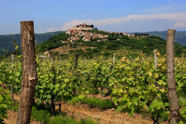Nicht nur guten Wein gibt es in der Gegend um Motovun - sondern auch vortreffliche Trüffel.