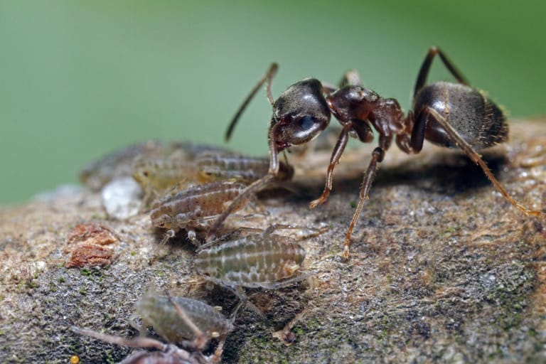 Schutz gegen Nahrung: Die schwarze Wegameise lebt mit Blattläusen in einer Symbiose.