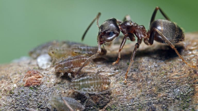 Schutz gegen Nahrung: Die schwarze Wegameise lebt mit Blattläusen in einer Symbiose.