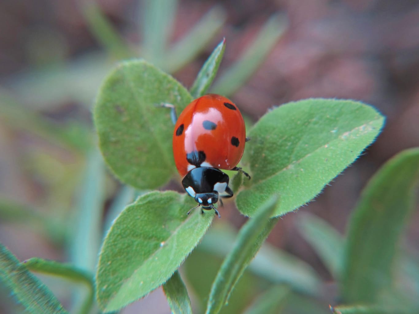 Insekten und Spinnentiere im heimischen Garten