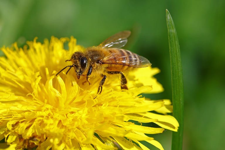 Bienen haben gegenüber Wespen einen rundlichen und behaarten Körper.