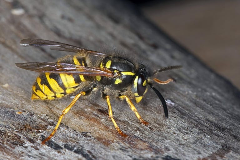 Wespen sind an ihrem auffälligen schwarz-gelben Hinterleib zu erkennen.