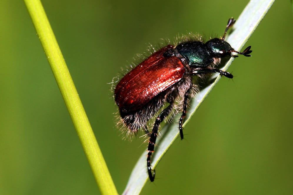 Käfer sitzt auf einem Grashalm: Der Gartenlaubkäfer ist einer der schlimmsten Rasenschädlinge.