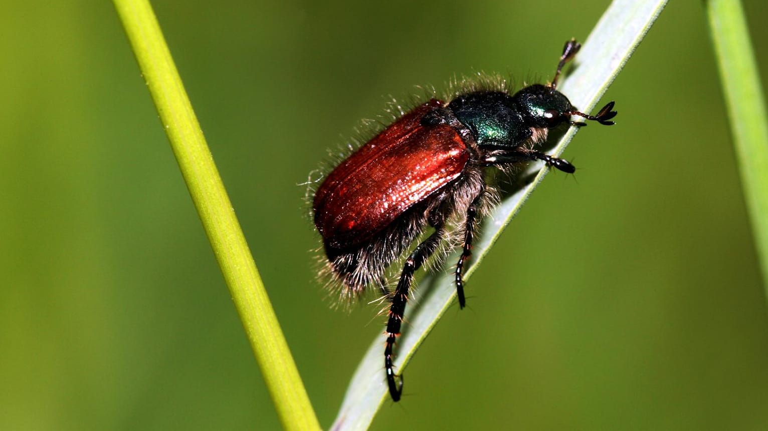 Käfer sitzt auf einem Grashalm: Der Gartenlaubkäfer ist einer der schlimmsten Rasenschädlinge.