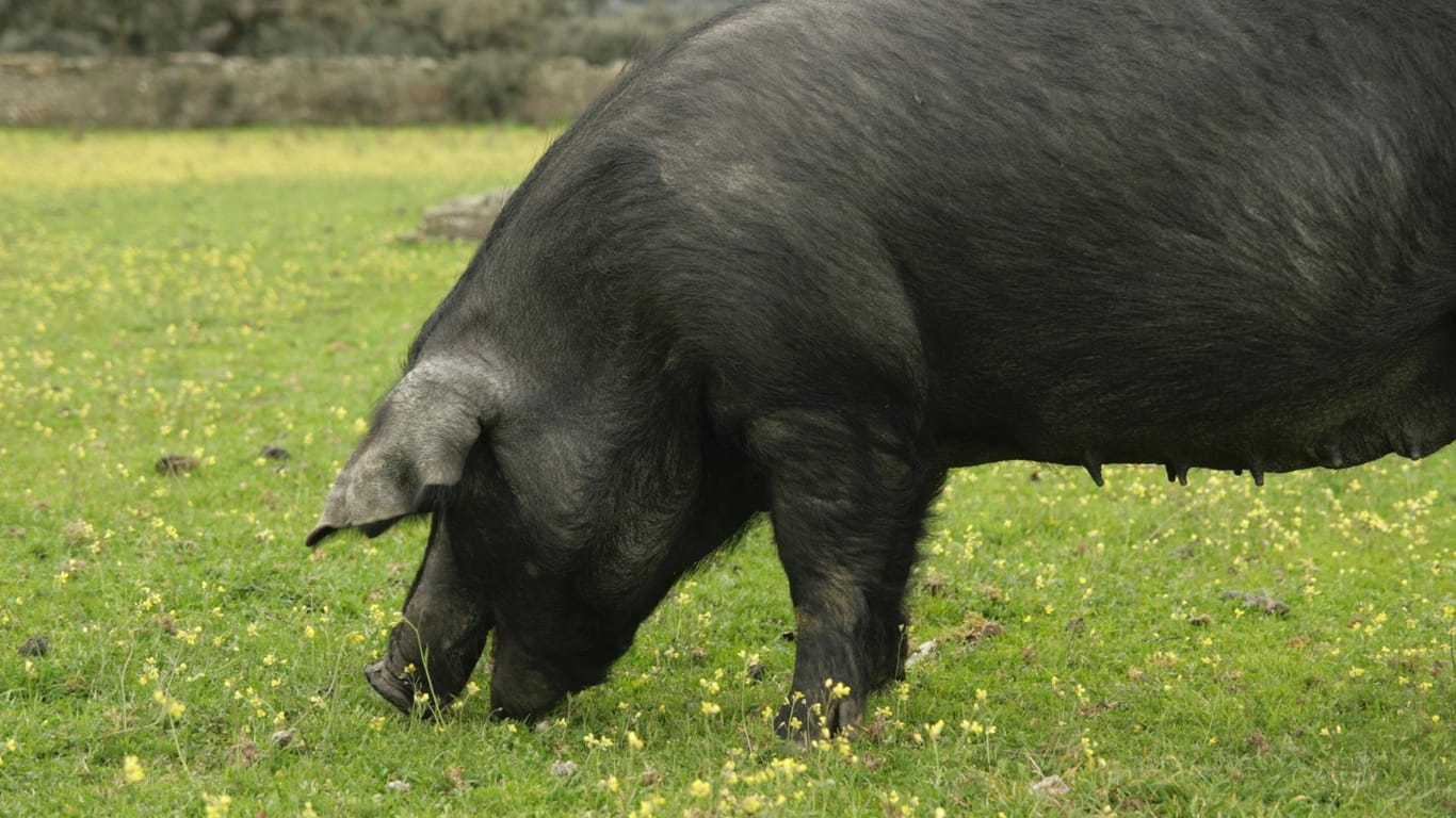 Iberische Schweine verbringen bis zur Schlachtung ein glückliches Leben in freier Natur.