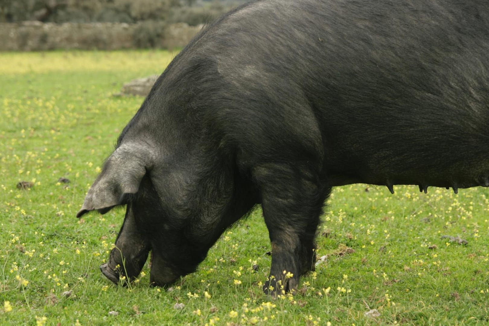 Iberische Schweine verbringen bis zur Schlachtung ein glückliches Leben in freier Natur.