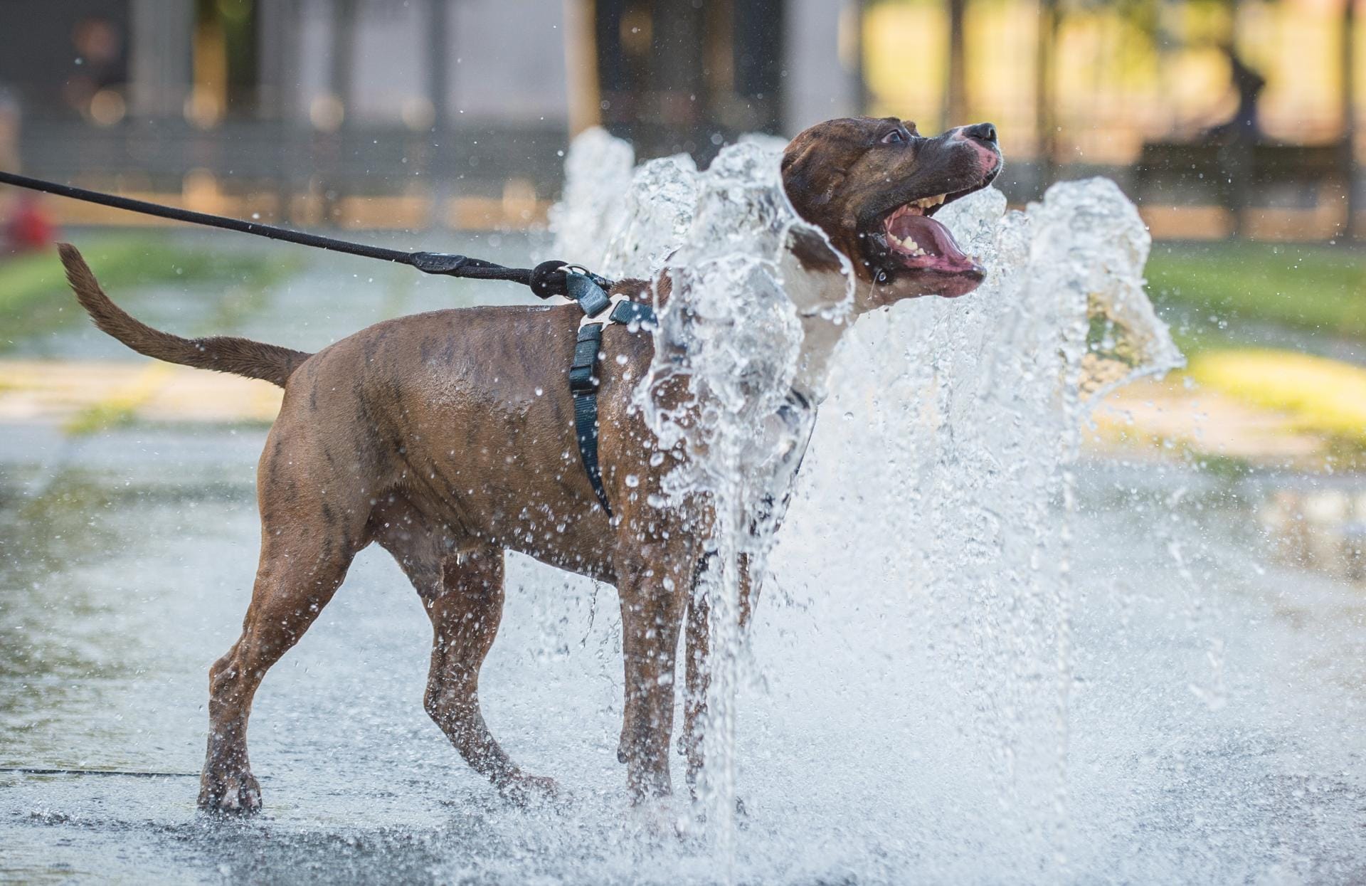 Hund Romeo kühlt sich an Wasserfontänen in Berlin ab.