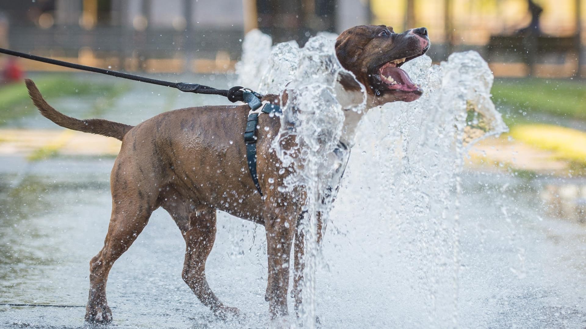 Hund Romeo kühlt sich an Wasserfontänen in Berlin ab.