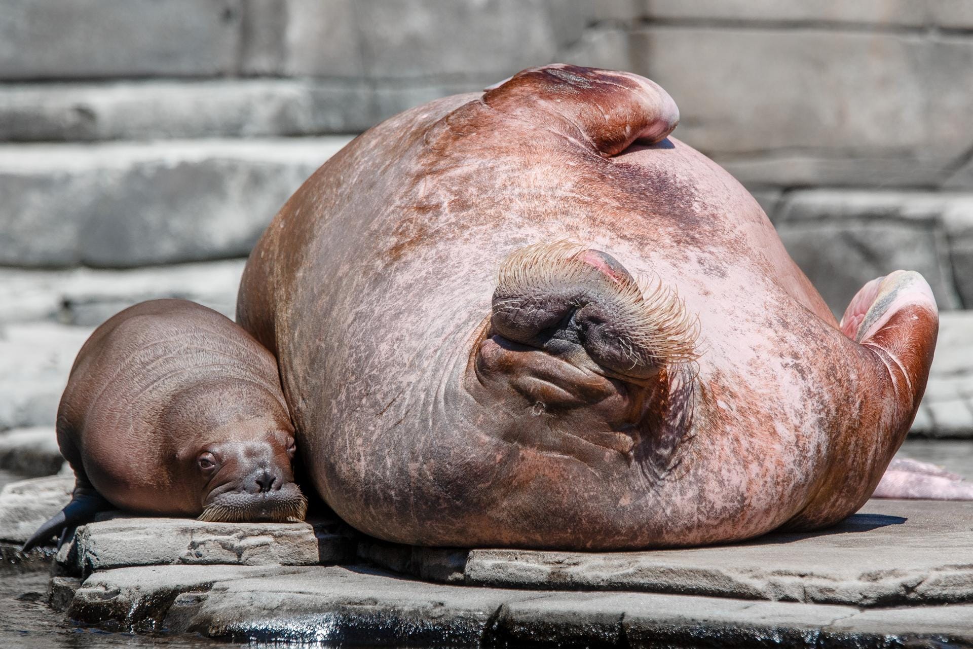 Hart im Nehmen: Walrosskuh Polosa genießt mit ihrem Baby ein Sonnenbad im Hamburger Zoo.