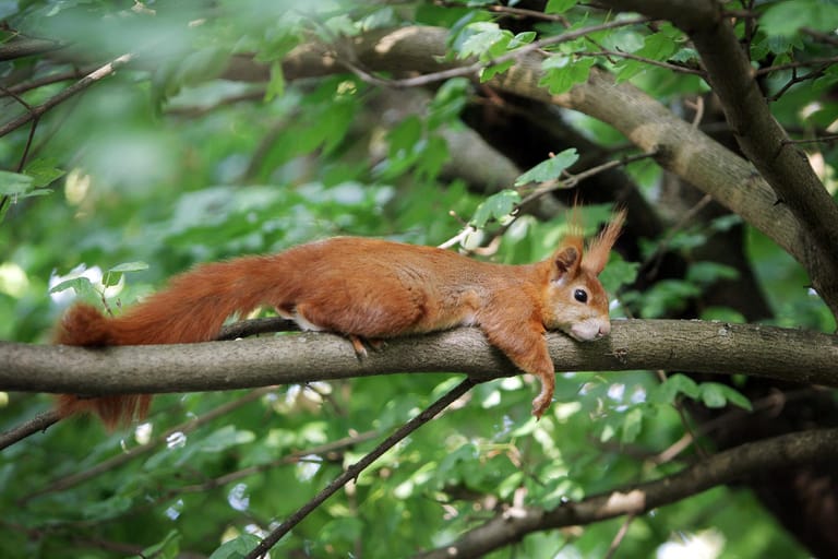 So Meistern Tiere Die Hitzewelle