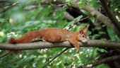 Von der Hitze ganz schlapp entspannt sich ein Eichhörnchen im Mainzer Stadtwald.