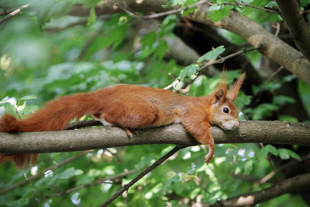 Von der Hitze ganz schlapp entspannt sich ein Eichhörnchen im Mainzer Stadtwald.