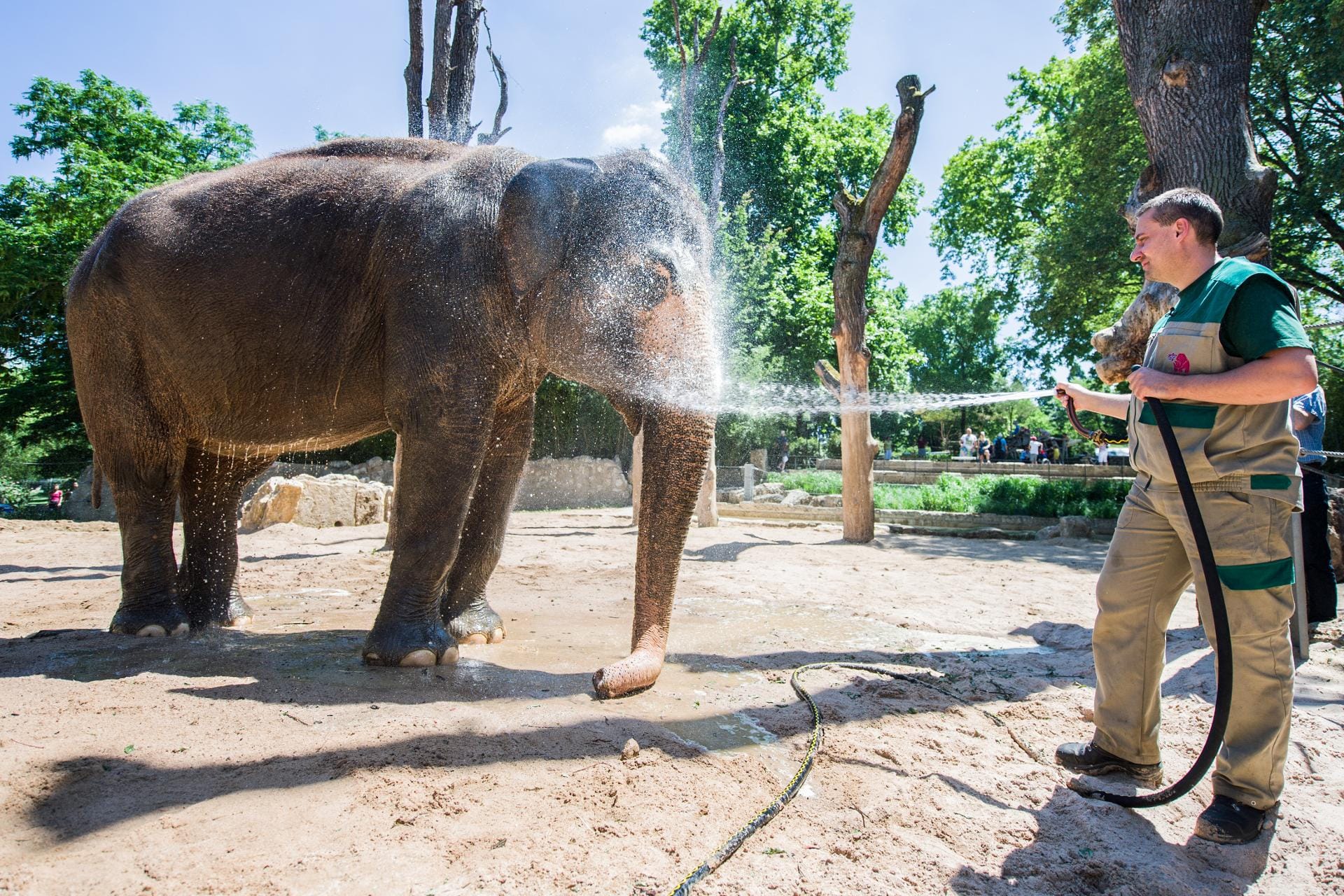 Die asiatische Elefantenkuh Pama wird von ihrem Pfleger in der Stuttgarter Wilhelma kräftig abgeduscht.