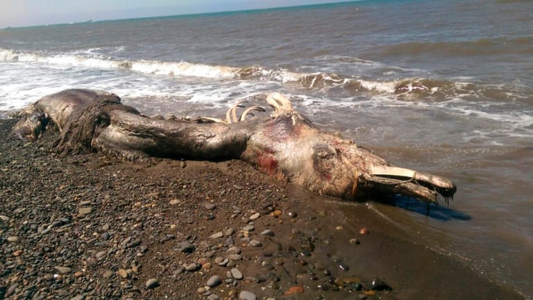 Die Kreatur am Strand im sibirischen Sachalin.