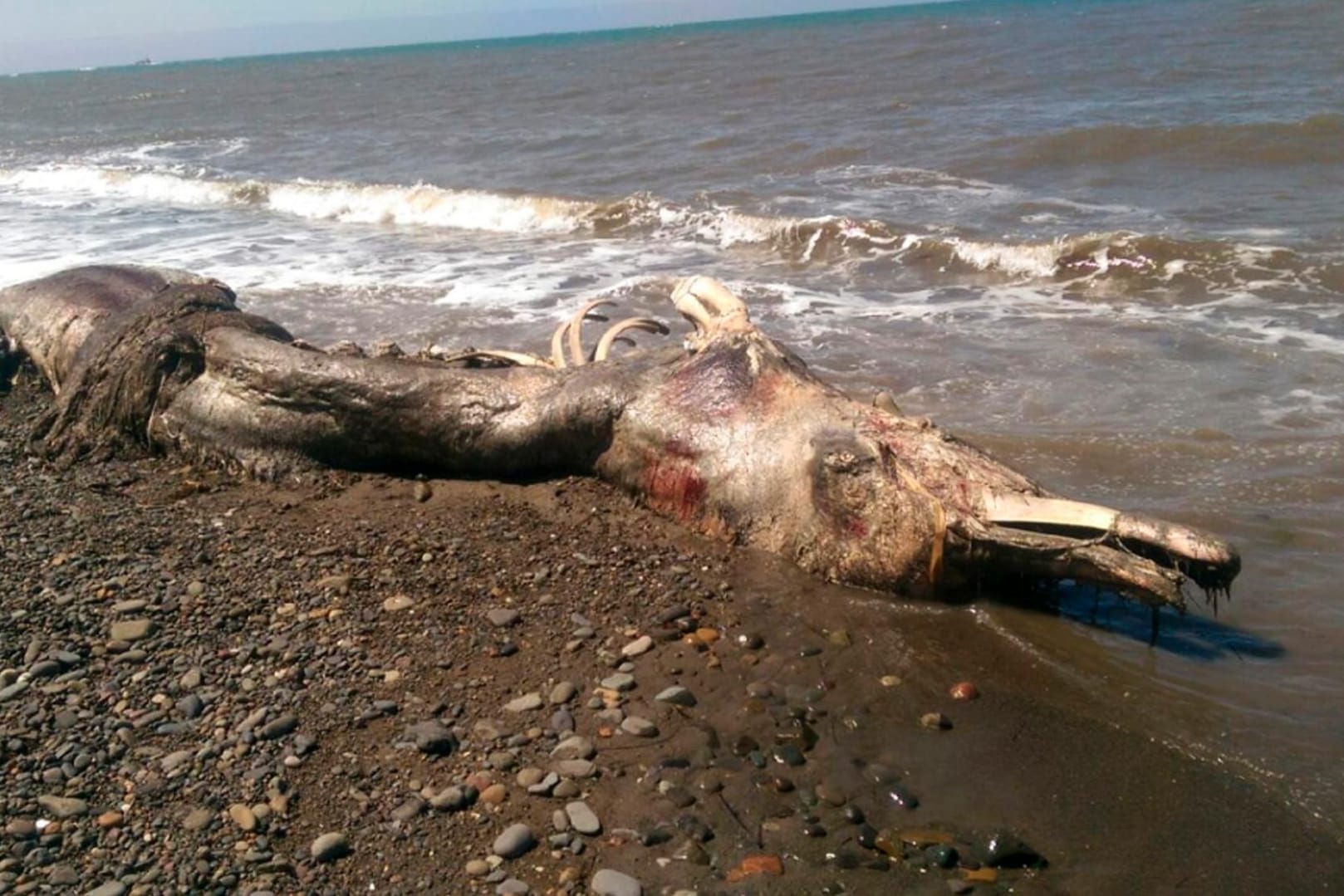 Die Kreatur am Strand im sibirischen Sachalin.