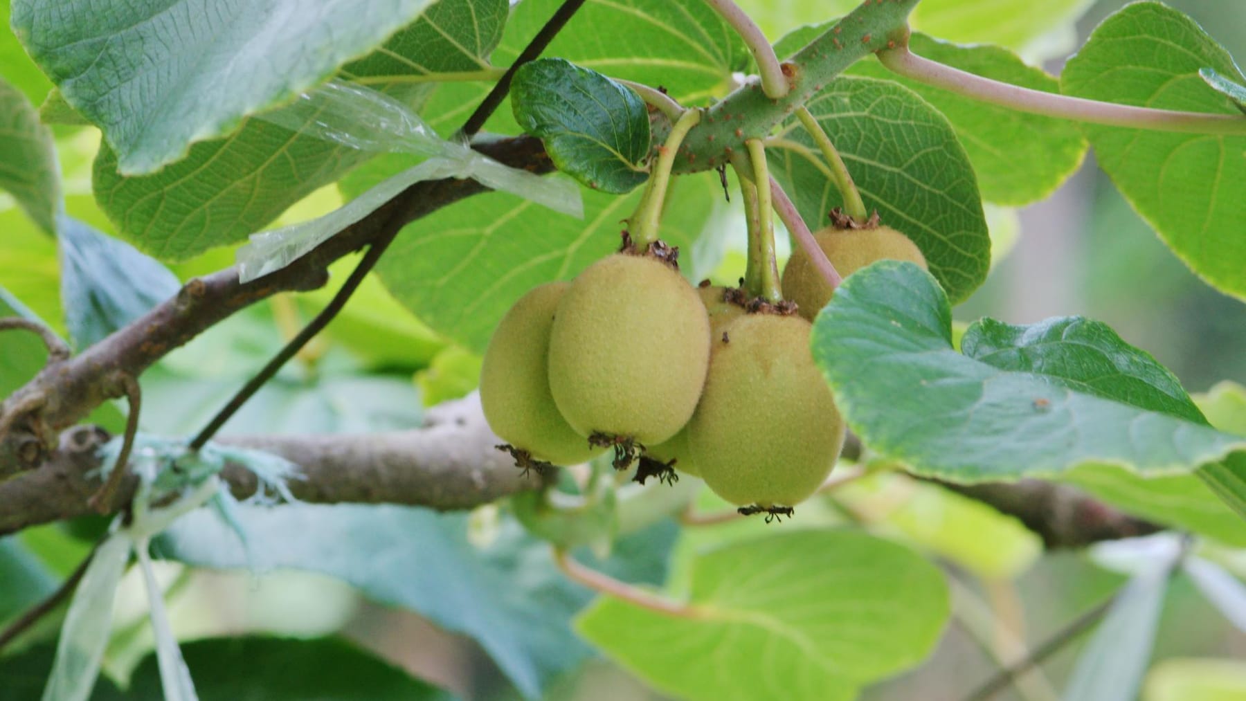 Kiwi im eigenen Garten pflanzen