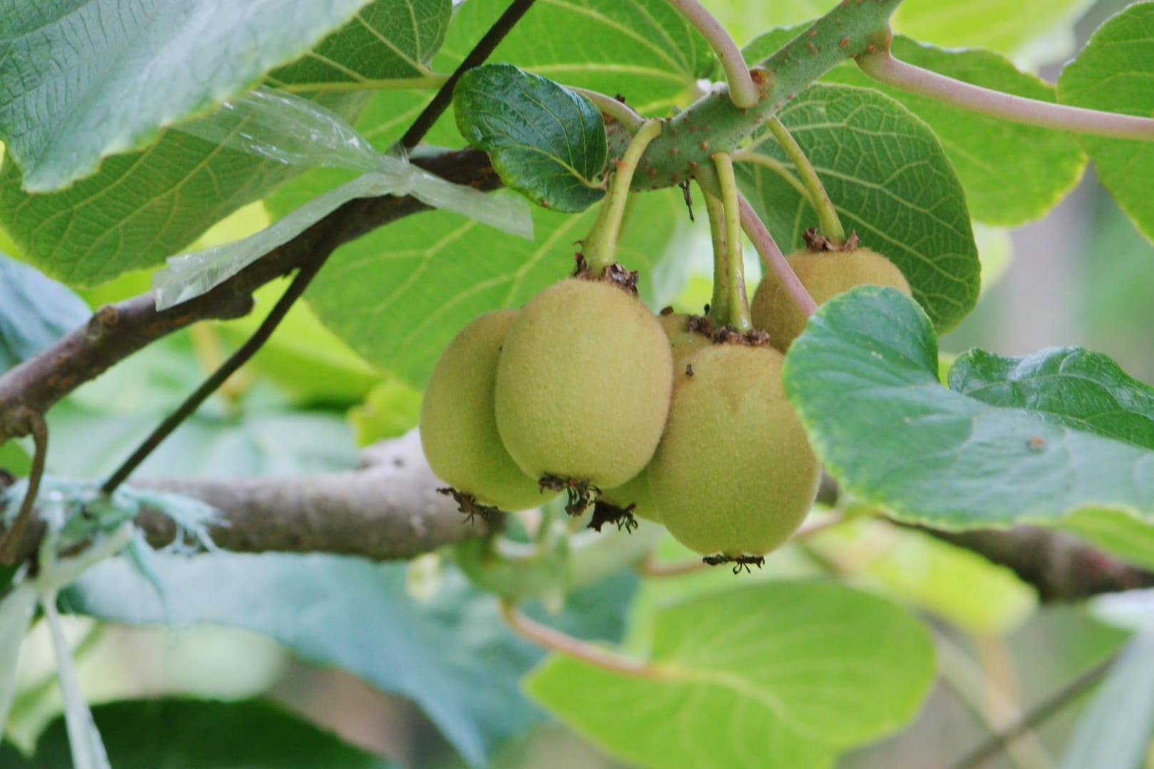 Kiwi pflanzen leicht gemacht