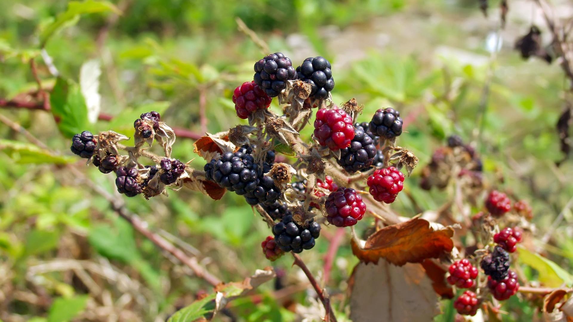 Wenn sich Brombeeren einmal niedergelassen haben, lassen sie sich nicht mehr so leicht entfernen.