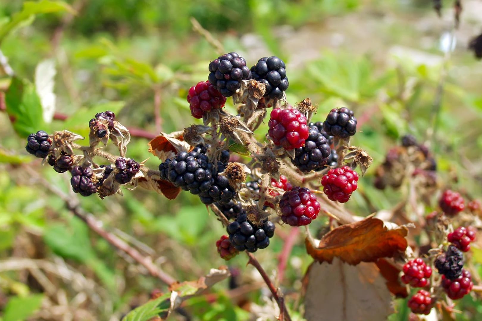 Wenn sich Brombeeren einmal niedergelassen haben, lassen sie sich nicht mehr so leicht entfernen.